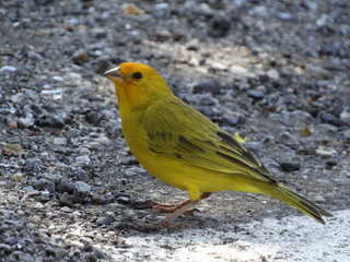 Bird Canary of the serro - MG - Brazil