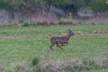 deer in the field