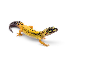 The common leopard gecko isolated on white background 