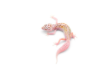 The common leopard gecko isolated on white background 