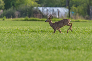 Obraz na płótnie Canvas deer running across the fields