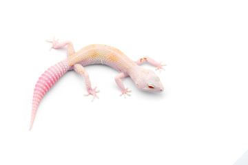 The common leopard gecko isolated on white background 