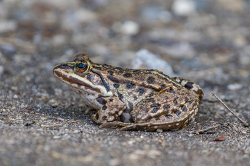 frog