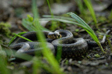 Natrix, Snake, Colubridae in the forest, close up.