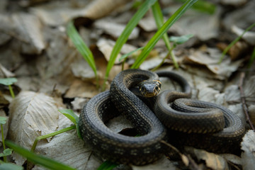 Natrix, Snake, Colubridae in the forest, close up.