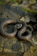 Natrix, Snake, Colubridae in the forest, close up.