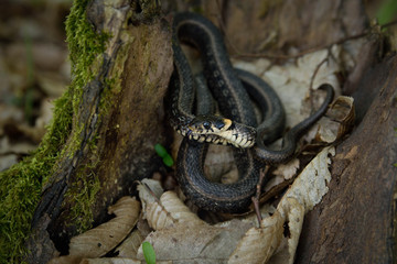 Natrix, Snake, Colubridae in the forest, close up.