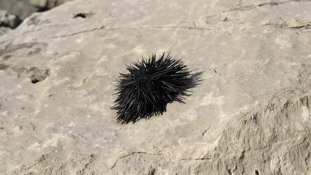 Black sea urchin. Time lapse of moving sea urchin  arbacia lixula (arbacia ligula).