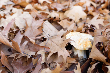 White mushrooms in the autumn forest on the background of yellow leaves