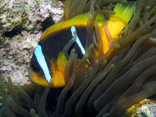 Red Sea Anemonefish (Amphiprion bicinctus)