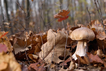 White mushrooms in the autumn forest on the background of yellow leaves