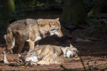Naklejka na ściany i meble Wolves rest in the sunbeam in the forest