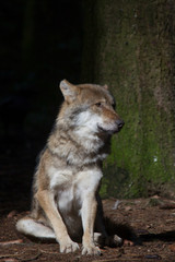Fototapeta premium Wolves rest in the sunbeam in the forest