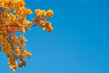 Fototapeta na wymiar Bright yellow and orange leaves on branches of autumn tree against a blue sky. Copy space.