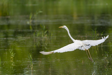 white heron taking off