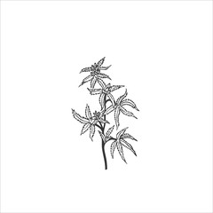 Cannabis branches, leaves isolated on white background. Medical weed. Vector 