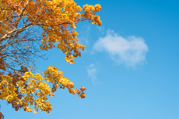                   Bright yellow and orange leaves on branches of autumn tree against a blue sky....