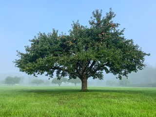 Foggy morning and apple trees