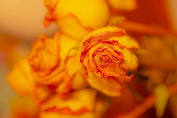 Orange Flowers Close Up