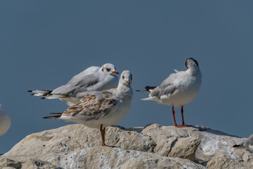 seagull on rocks