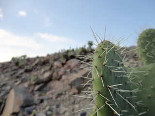 nopal ante colinas