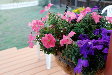 Pink and Purple Petunia Flowers Hanging Basket on a Front Porch