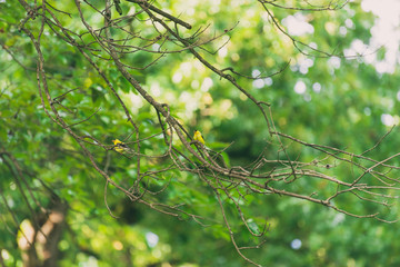 Two tiny goldfinches on a tree branch