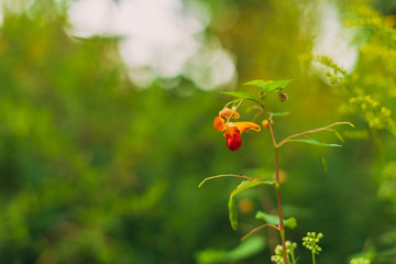 Obraz na płótnie Canvas orange jewelweed flower
