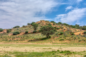 Fototapeta premium green Kalahari desert after rain season, South Africa wilderness