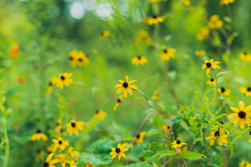 prairie field meadow of yellow daisy sunflower flowers	