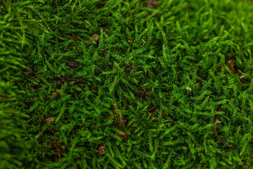 texture nature overlay moss green