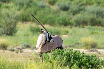 common antelope Gemsbok, Oryx gazelle in Kalahari after rain season with green grass. Kgalagadi...
