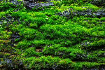 texture nature overlay moss green