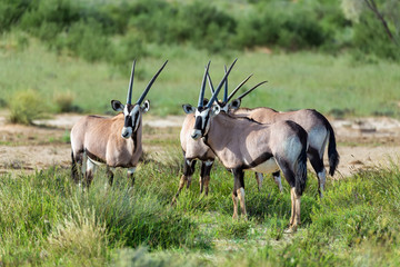 common antelope Gemsbok, Oryx gazella in Kalahari after rain season with green grass. Kgalagadi Transfrontier Park, South Africa wildlife safari