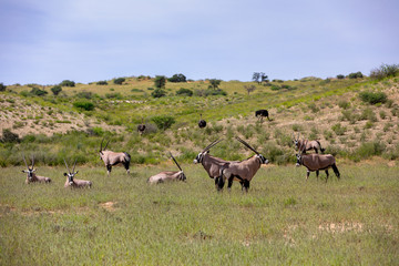 common antelope Gemsbok, Oryx gazella in Kalahari after rain season with green grass. Kgalagadi...
