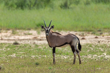 Naklejka na ściany i meble calf of common antelope Gemsbok, Oryx gazella in Kalahari after rain season with green grass. Kgalagadi Transfrontier Park, South Africa wildlife safari