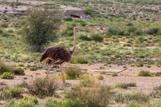 Ostrich, Struthio camelus in green Kalahari, desert after rain season. Kalahari Transfrontier Park, South Africa wildlife safari