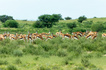 herd of Springbok Antidorcas marsupialis, in green Kalahari, after rain season, South Africa...