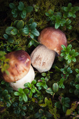 Wild raw boletus mushroom in Latvian forest
