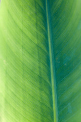 Leaf Macro Shot
