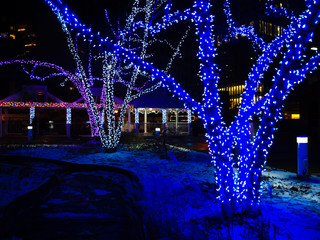 Trees decorated in blue lights and white snow