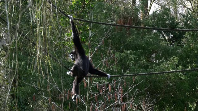 Affe sitzt auf Seilen