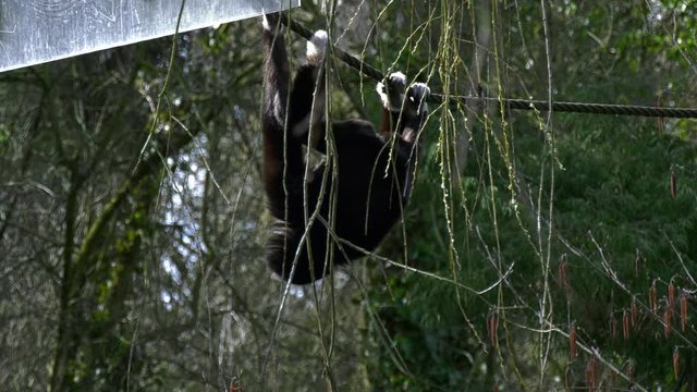 Affe h&auml;ngt auf Seilen