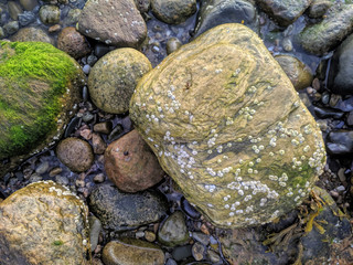 Rocks and Barnacles