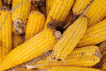 corn cob in a bag close-up background
