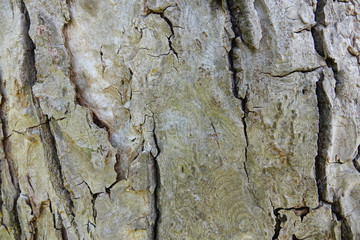 Background from a tree