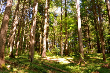 Typical landscape in the forests of Transylvania, Romania. Green landscape in the midsummer, in a sunny day