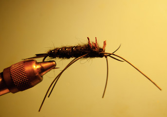 Stonefly Nymph