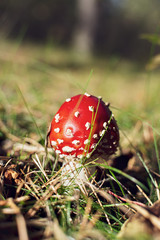 ripe bright red mushroom fly agaric in the forest in the sun, inedible poisonous hallucinogenic mushroom