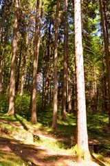 Wonderful landscape in the forests of Transylvania, Romania. Green landscape in the midsummer, in a sunny day